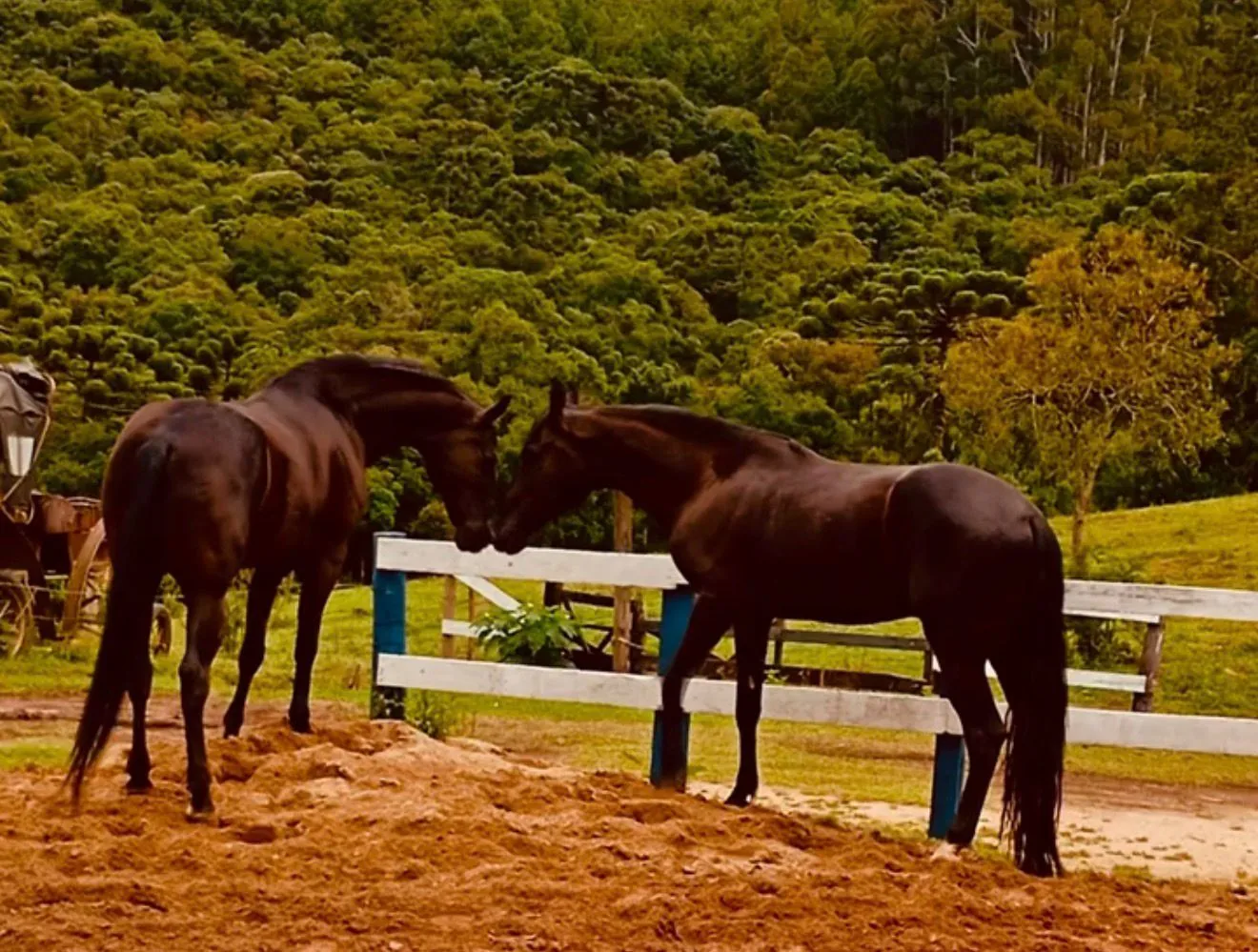 Passeio a cavalo por trilha exclusiva em Monte Verde