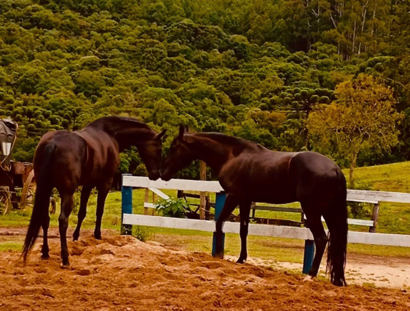 Passeio a cavalo por trilha exclusiva em Monte Verde