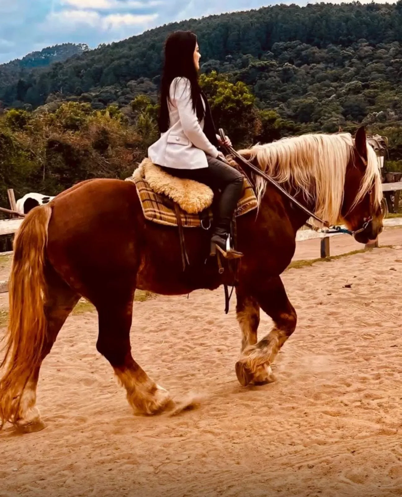 Cavalos de marcha macia em trilha da floresta em Monte Verde