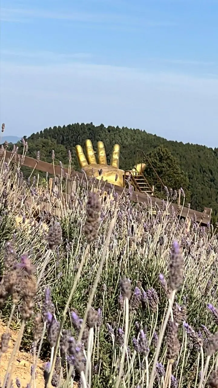 Campo de lavanda no Lavandário de Monte Verde